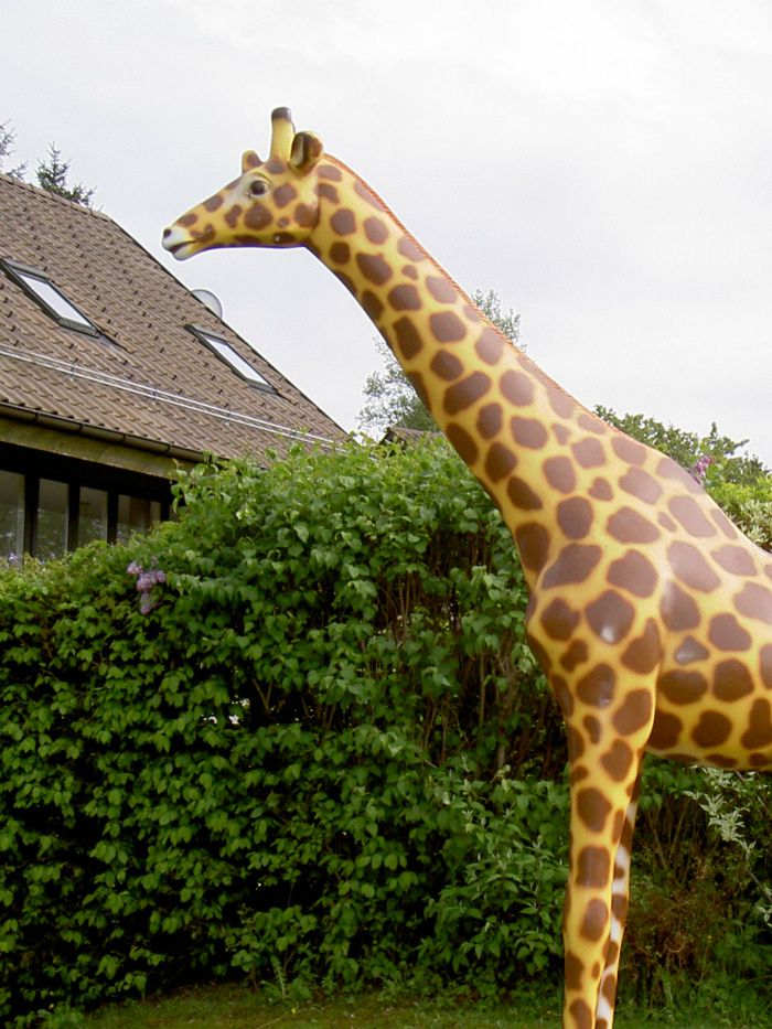 girafe en résine et fibres de verre grandeur nature 320 cm de haut peinture acrylique satinée 
livraison  sur devis 